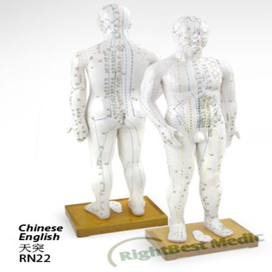 70CM Male Human Body Acupuncture Point Model