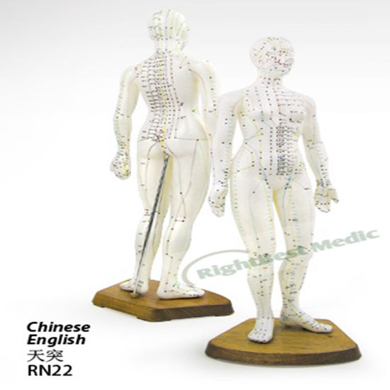 48CM Female Human Body Acupuncture Point Model