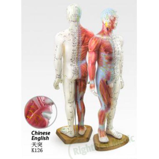 55CM Male Human Acupuncture Points&Muscle Model